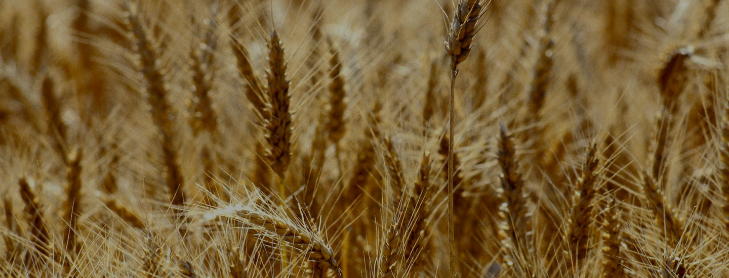 champ de blé